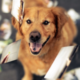 Pet Monde Fonds d'écran Dog icône