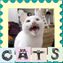 APK Cats sounds