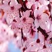 Cherry-Blossom