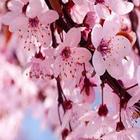 Cherry-Blossom icône