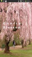 Cherry-Blossom постер