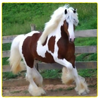 Horse-icoon
