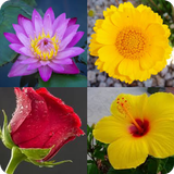 Flower names Quiz 아이콘