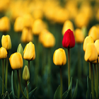 Tulips Wallpapers icon