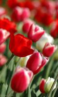 Tulips Wallpapers screenshot 3