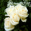 White Roses Wallpapers