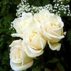 White Roses Wallpapers أيقونة