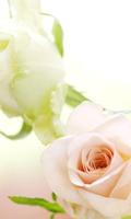 White Roses Wallpapers Affiche