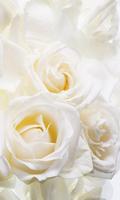 White Roses Wallpapers تصوير الشاشة 1