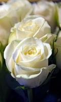 White Roses Wallpapers تصوير الشاشة 3