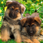 German Shepards Wallpapers biểu tượng