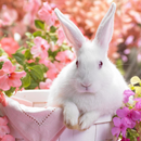 Rabbit live Wallpapers APK