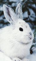 Rabbit live Wallpapers syot layar 1