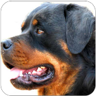 Rottweiler Wallpapers ícone