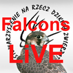 Falcons Live Poland