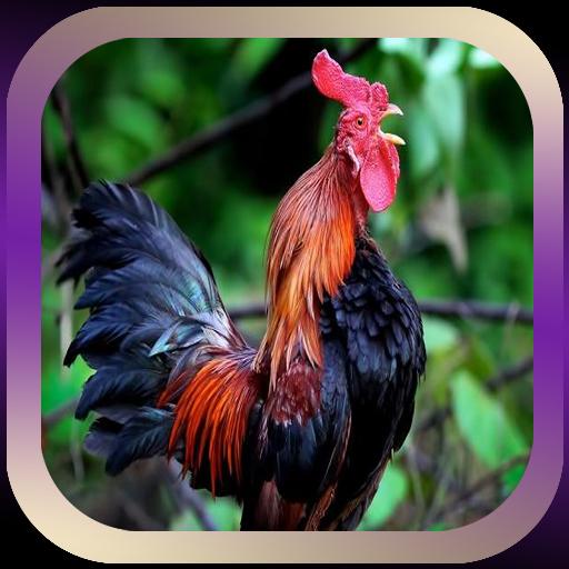  Suara Ayam Jantan  Berkokok Mp3 Download Berbagai Suara 