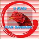 8 Jenis Ayam Bangkok Juara-APK