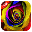 Rainbow rose Wallpaper