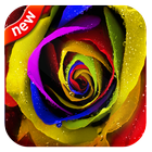 Rainbow rose Wallpaper-icoon