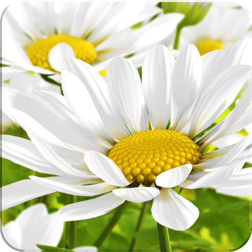 My Flower 3D Live wallpaper