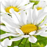 ”My Flower 3D Live wallpaper