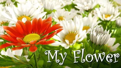 My Flower 3D Live wallpaper APK download