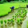 Agriculture Notes
