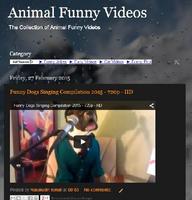 Animal Funny Video Collection Affiche