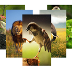 Animal Wallpaper Slideshow icon