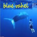 Blue whel -no suicide