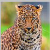 Jaguar Wallpapers APK