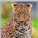 Jaguar Wallpapers APK