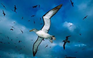 Birds Wallpapers 截图 2