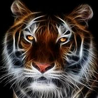 ikon Browser Speed Tiger