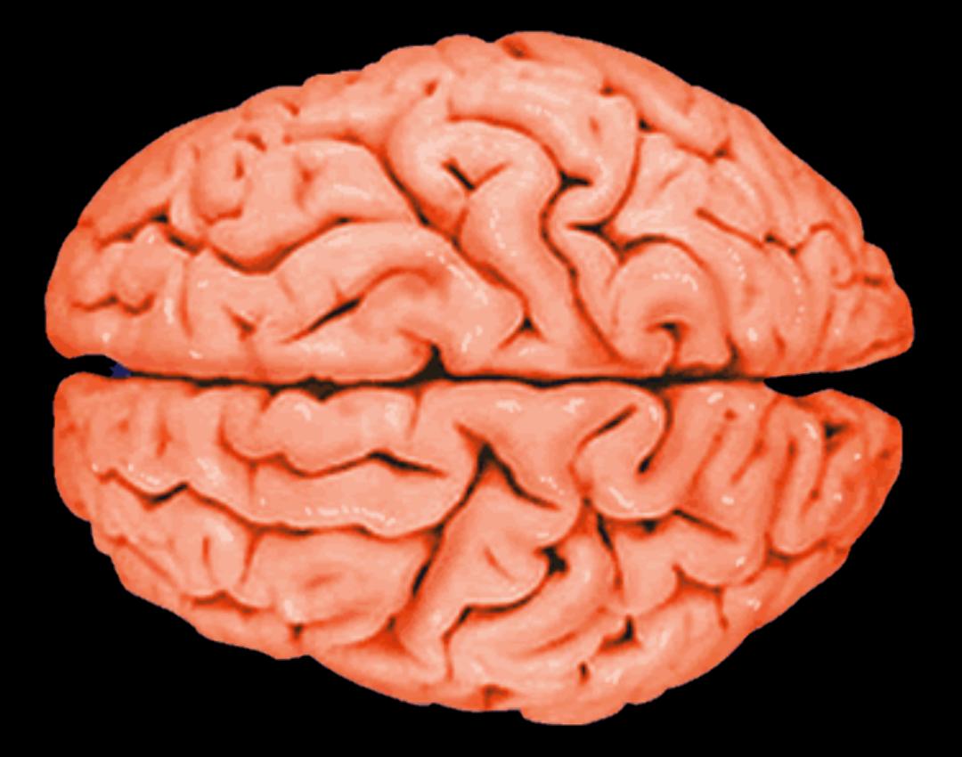 Color brain. Мозг вид сверху.