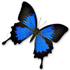 Butterfly Shooter icon