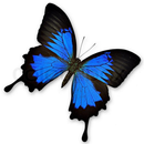 Butterfly Shooter APK