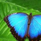 Butterfly 1 icono