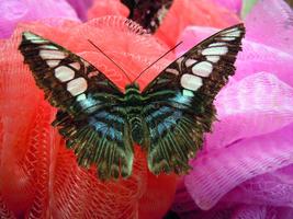 1 Schermata Butterfly 1