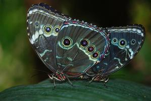 2 Schermata Butterfly 1