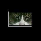 Cat Eyes Visual 아이콘
