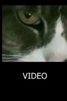 Cat Eyes Visual スクリーンショット 1