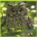 Cú mèo hình nền