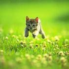 Cute Kittens Wallpaper Zeichen