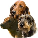 DTK Gruppe Krefeld e.V.