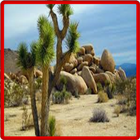 Desert Landscaping Ideas-Desert Design Landscape-icoon