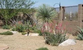 Desert Landscaping Ideas-Desert Design Landscape captura de pantalla 1