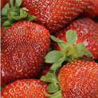 Die Erdbeer App ícone