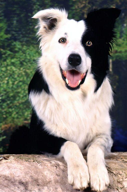 Tải xuống APK 4K Wallpaper: Dogs Wallpaper HD cho Android Tải xuống APK 4K Wallpaper: Dogs Wallpaper HD cho Android