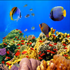 Fish Shark APK